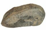 Fossil Whale Ear Bone - Miocene #177787-1
